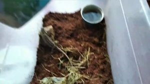 Освещение террариума для прытких ящерок.