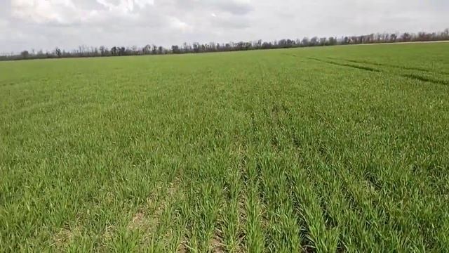 озимый ячмень, со стимулятор роста вл 77 и оракул мультикомплекс третья обработка опрыскивателем смотреть онлайн