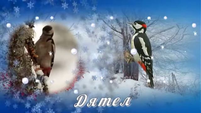 Птицы, зимующие рядом с нами. Бесплатный проект ProShow Producer смотреть онлайн