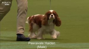 Best of Breed, Toy Group|CAVALIER KING CHARLES SPANIEL|