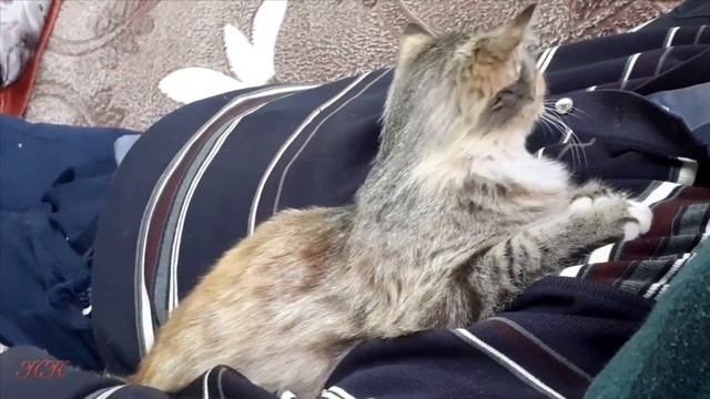 Дача.  Дачные истории.  Необычные дачники.  Маруся и другие