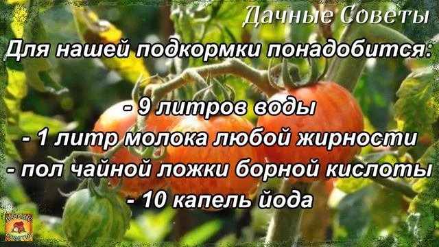 Супер подкормка помидоров Побрызгала на томаты и получила в 10 раз больше урожая Вот это результат