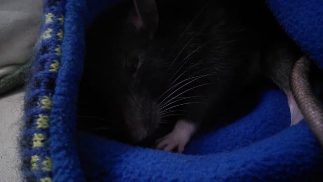 Джуси что-то снится смотреть онлайн