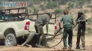 Addo rangers saves baby elephant