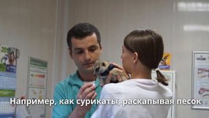 Стрижка когтей сурикату в ветеринарной клинике _Айболит Плюс