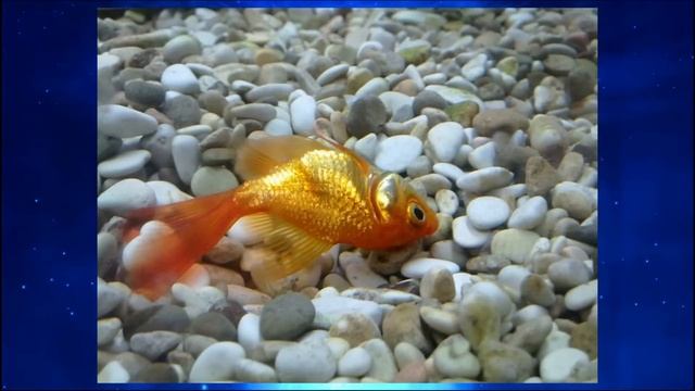 Самоубийцы и их гнилая еда, бездушные оболочки и тьма безвременья. Атлант бросил небо. смотреть онлайн