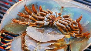 Тайская уличная еда - яйца мечехвоста.