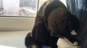 Приметы с кошками. К чему моется ваш кот?