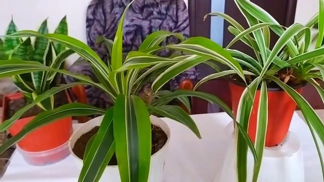 5 most unprentious indoor plants/Комнатные растения - неприхотливые и красивые комнатные цветы