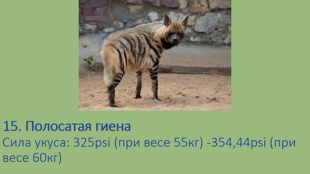 Сила укуса некоторых животных смотреть онлайн