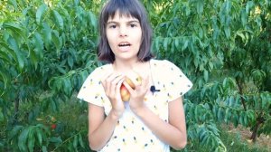 Мой самый любимый нектарин : Калдези 2000 (Caldesi 2000 или Superqueen)