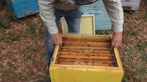 Когда обрабатывать пчел бипином? Проверка готовности семей.