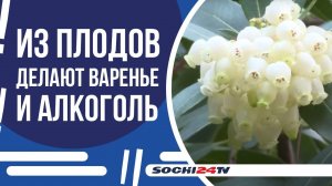 В Сочи цветёт "Ландышевое дерево"