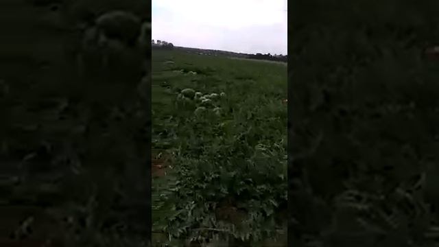 Кримсон Руби на суходоле смотреть онлайн