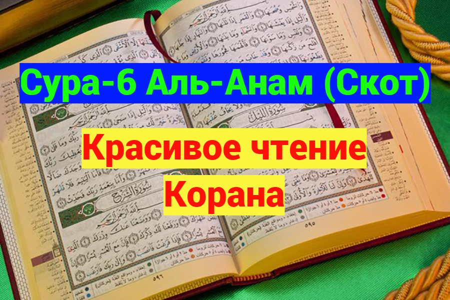 6 сура корана. Сура 6 Аль анам. Сура Аль анам скот. Чтение Корана за 14 дней. Сура 6 «Аль-анам» (скот), аят 141.