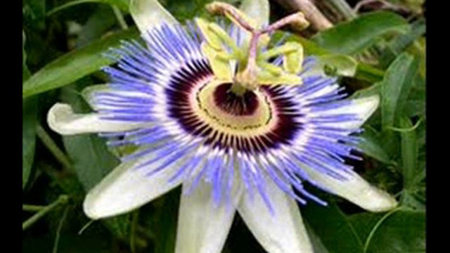 Страстоцвет/passionflower смотреть онлайн