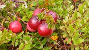 Клюква крупноплодная Эрли Блэк (erli blek) ? обзор: как сажать, саженцы клюквы Эрли Блэк