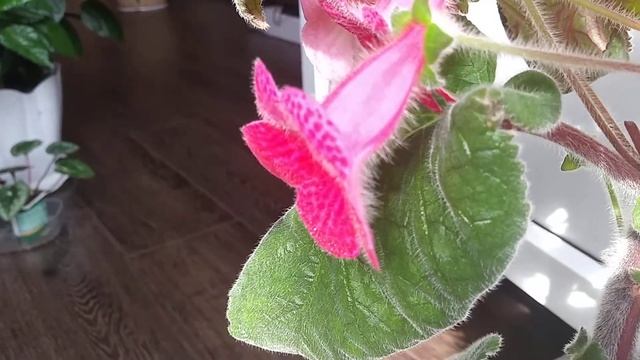 Колерия приятная