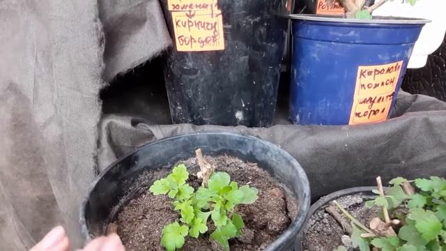 5 СПОСОБОВ ХРАНЕНИЯ ХРИЗАНТЕМ ДО ВЕСНЫ смотреть онлайн