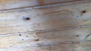 Отсыпка гравием выгул для курей.