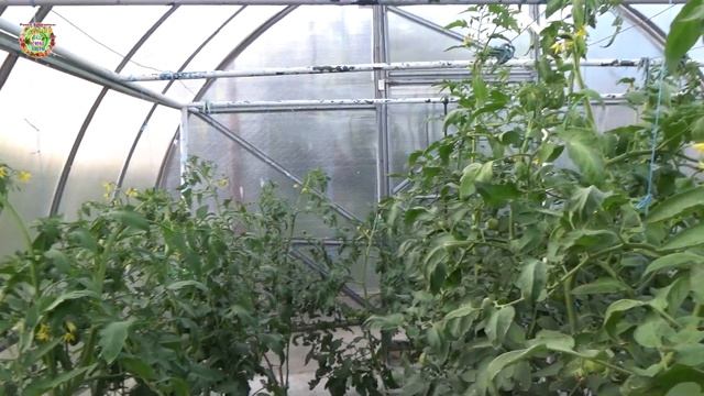 Для чего мы обрезаем листья и пасынки у помидоров? Чому потрібна обрізка листя у томатів? смотреть онлайн