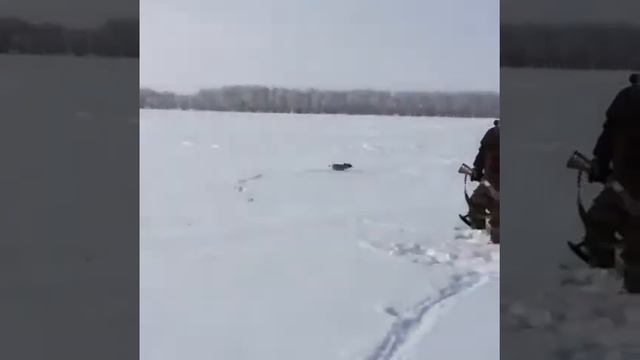 Зайца кантузило смотреть онлайн