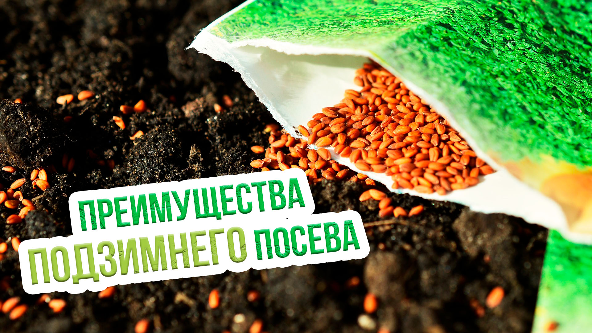 Что посадить под зиму и сроки посадки? Какие культуры можно сажать под зиму?