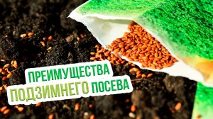 Что посадить под зиму и сроки посадки? Какие культуры можно сажать под зиму?