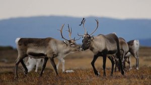 Окружающий мир 4 класс ч.1, тема урока "Тундра", с.84-94, Школа России