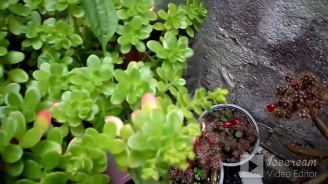 Mis plantas suculentas favoritas de junio con sus nombres!!! смотреть онлайн