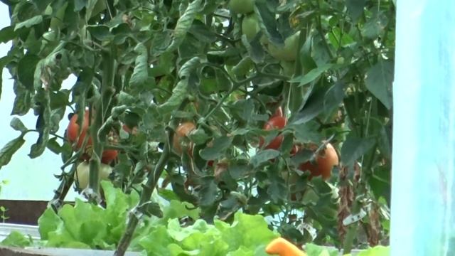 SONY DSC-HX60 ZOOM cz.1 смотреть онлайн