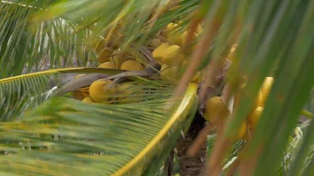 Dan Gibson’s Solitudes - The Wayward Wind | Beyond the Sea смотреть онлайн