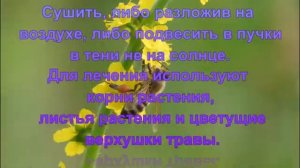 Как правильно сушить репешок?