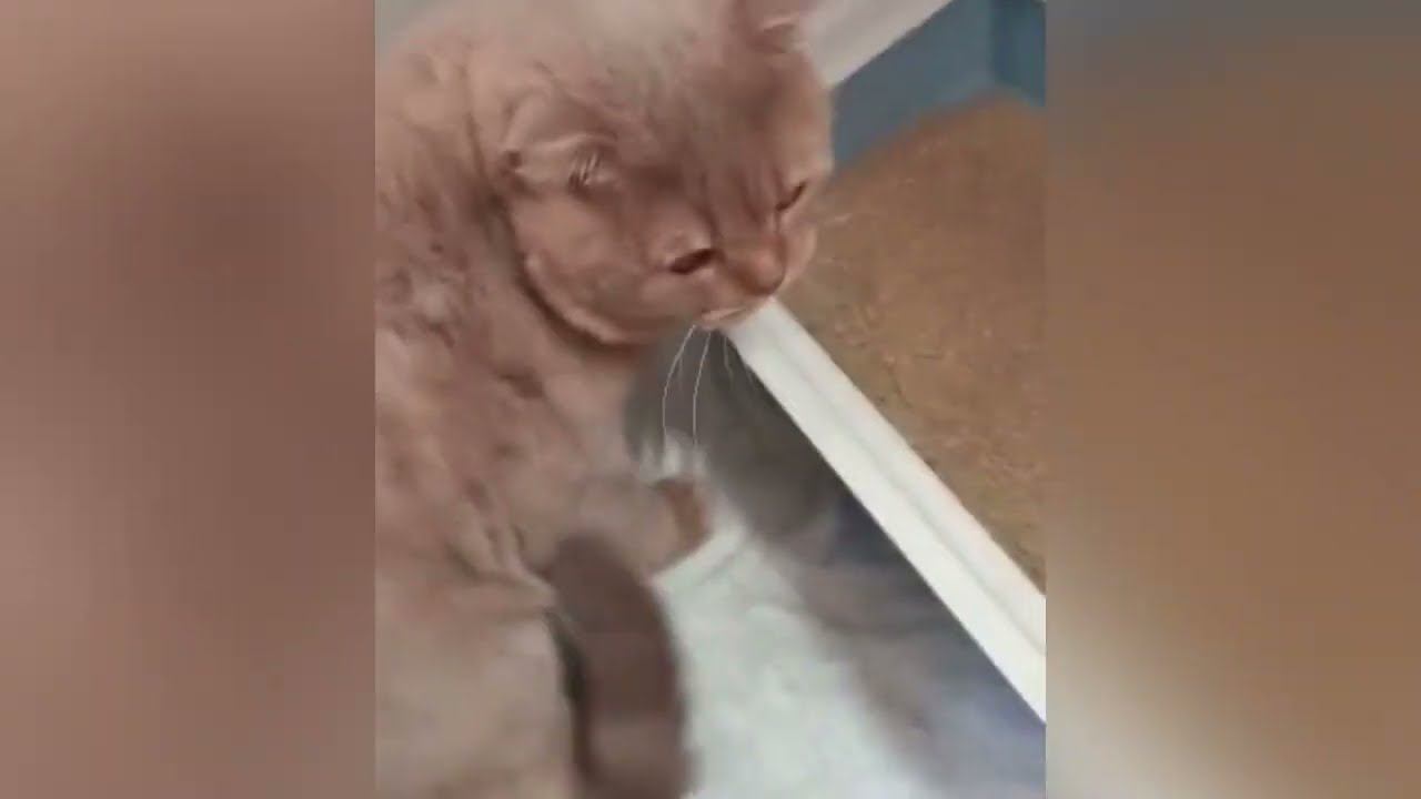 Котик едет в поезде. Доставка Британского котика, Москва-Иркутск Авиа | ЖД | Авто Перевозка животных