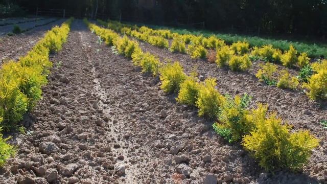 «Флора Грин» - питомник хвойных и декоративных растений. смотреть онлайн