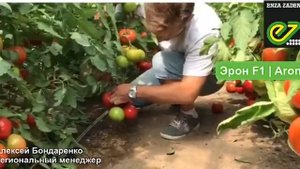 Новый индетерминантный красный томат от компании Энза Заден - Эрон