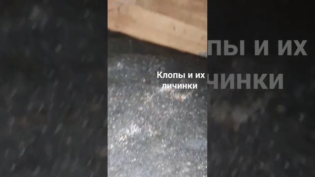Клопы и их личинки. Обработка от клопов в Санкт-Петербурге 89627055569