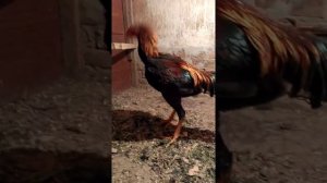 бойцовые петухи.в гостях.1#