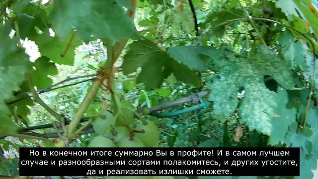 Созрел сорт винограда Лора (22.08.2021 г.) / Ripe grape variety Laura (08/22/2021) смотреть онлайн