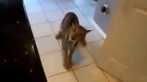 Что бывает когда домашнее животное - Рысь!