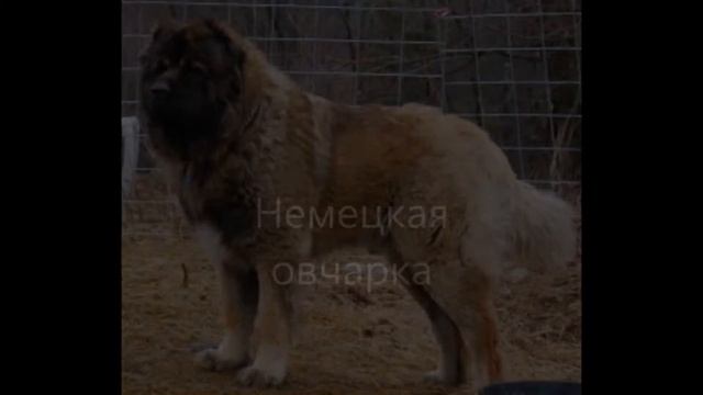 ТОП 10 САМЫХ ЗЛЫХ СОБАК ВО ВСЁМ МИРЕ смотреть онлайн