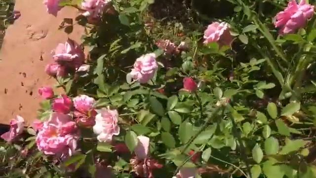 Пионы и розы в моем саду. Обзор сортов роз. смотреть онлайн