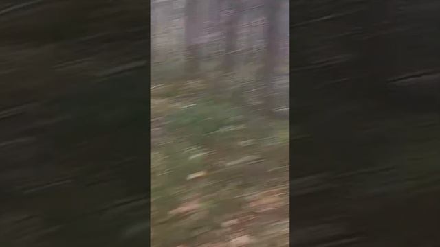 Соло Маши 'Танцы в лесу' #соло #лес #маша смотреть онлайн