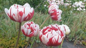 Цветочный сезон 2022 года. Часть №1.