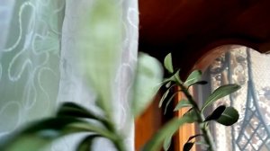Адениум.Дайте совет как обрезать и привить.