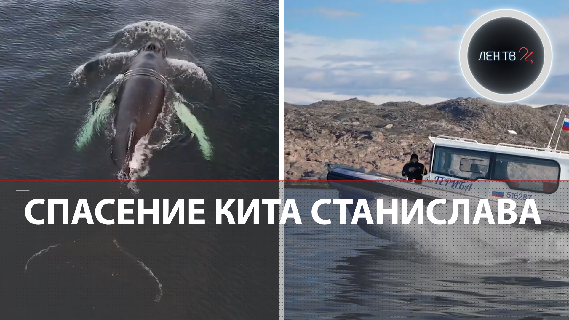 Спасение кита Станислава | Первое успешное спасение краснокнижного горбатого кита в России