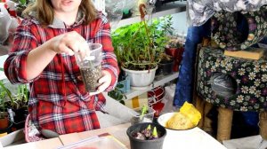 Роза, хризантема из букета: как черенковать и укоренить