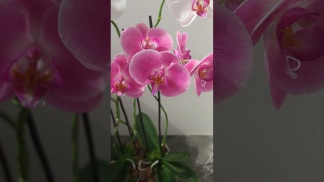 Орхидеи ручной работы из холодного фарфора, полимерной глины. Тенищева Жанна. Cold porcelain flower