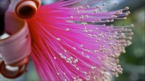 самые необычные цветы мира