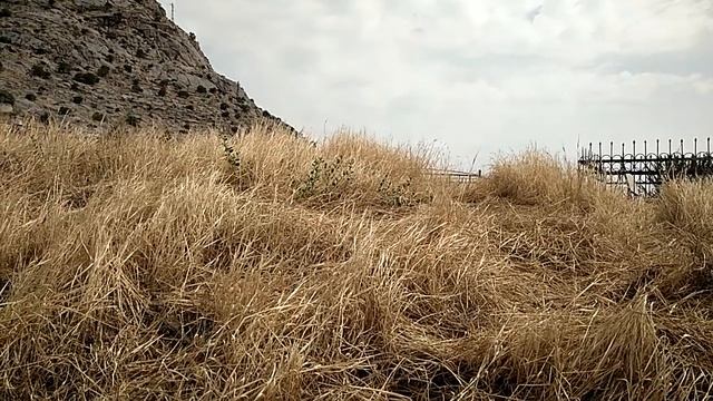 желтая трава